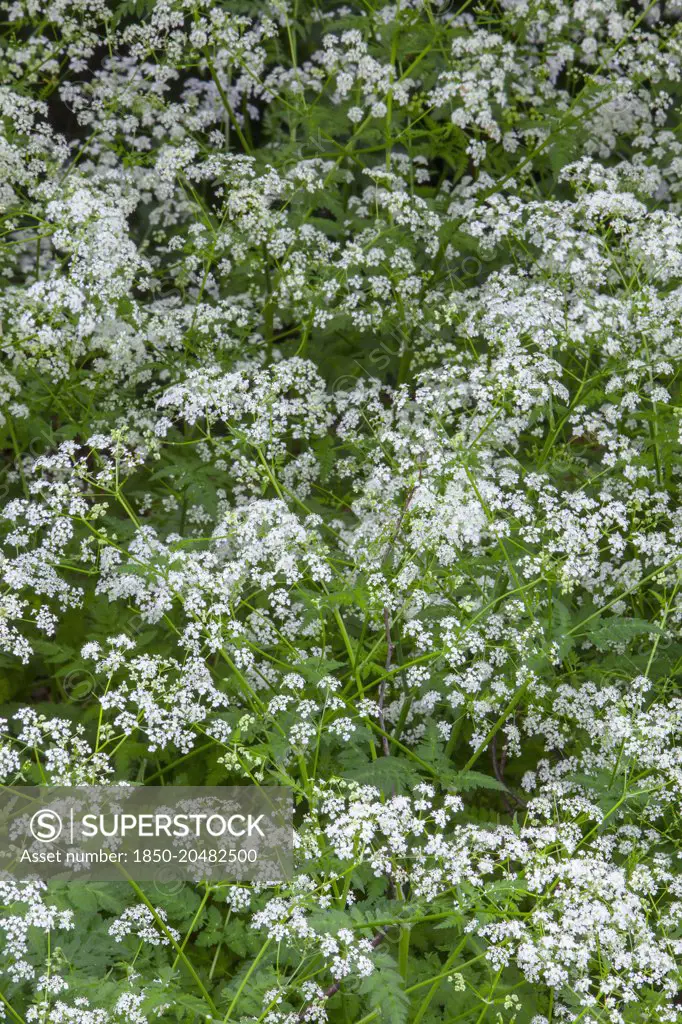 Cow parsley, Anthriscus sylvestris, Top view of masses of white flowers and leaves, 
