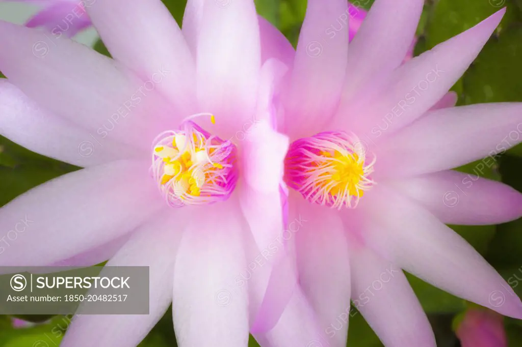 Rose Easter cactus, Rhipsalidopsis rosea, Close view of two mirrored, adjoining flowers with unfurling, yellow tipped pink stamens and white stigma in the centre, Soft lighting.