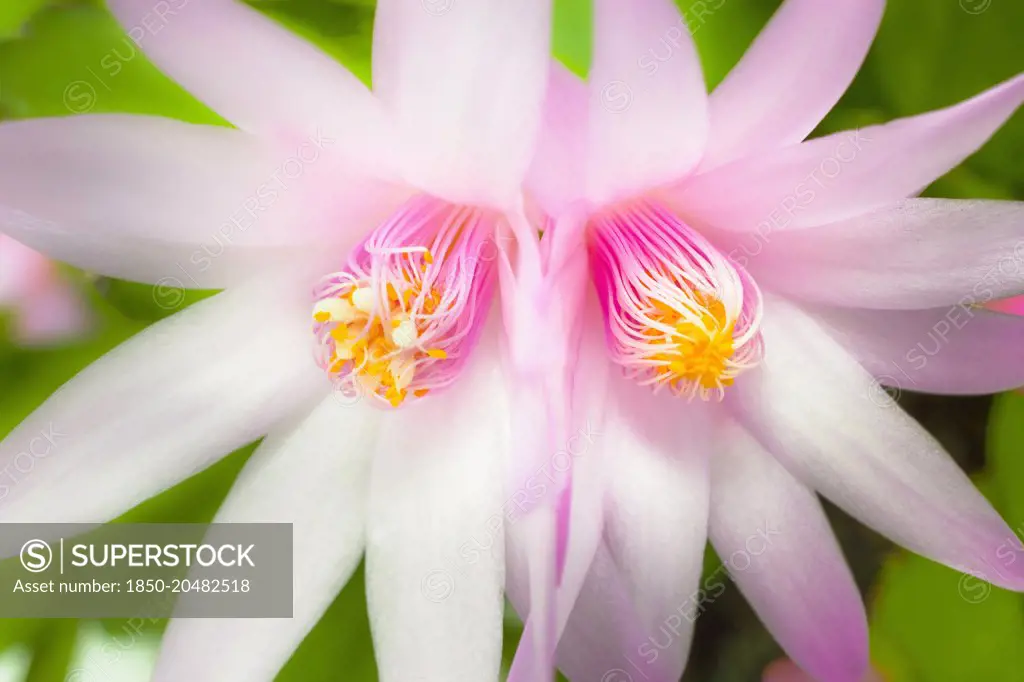 Rose Easter cactus, Rhipsalidopsis rosea, Close view of two mirrored, adjoining flowers with unfurling, yellow tipped pink stamens and white stigma in the centre.