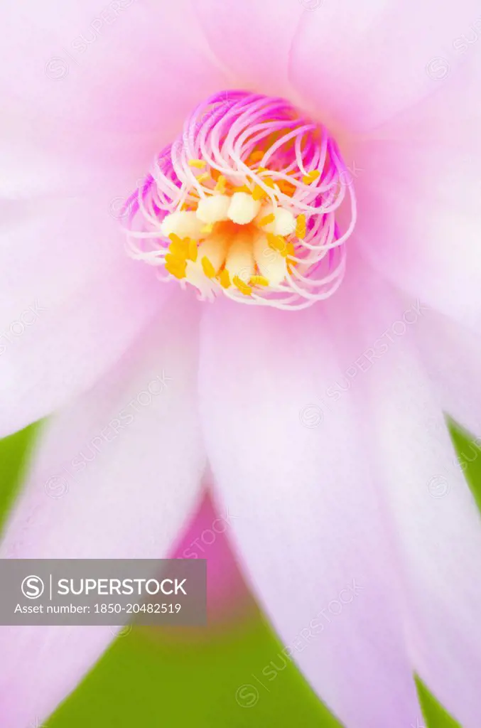Rose Easter cactus, Rhipsalidopsis rosea, Close view of unfurling, yellow tipped pink stamens and white stigma in the centre of the pink flower.