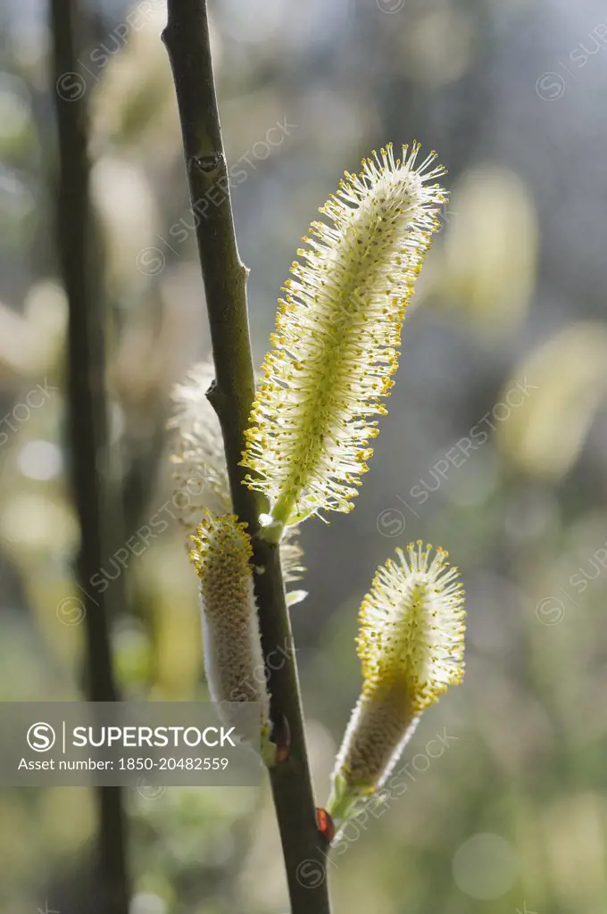 Dune willow, Salix hookeriana, Close side view of backlit catkins emerging on a twig against dappled light.