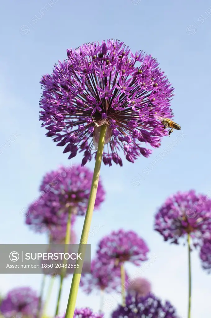Allium Hollandicum 'Purple Sensation' Side view of one globe shaped head in full flower with others behind, Against blue sky, A hoverfly on edge of the flower.