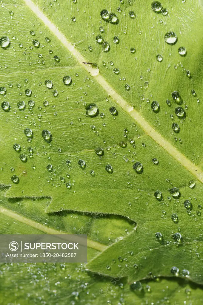 Himalayan blue poppy, Meconopsis regia, Close view of overlapping leaves forming a pattern, Masses of fine hairs causing water droplets to be raised off the leaves. 