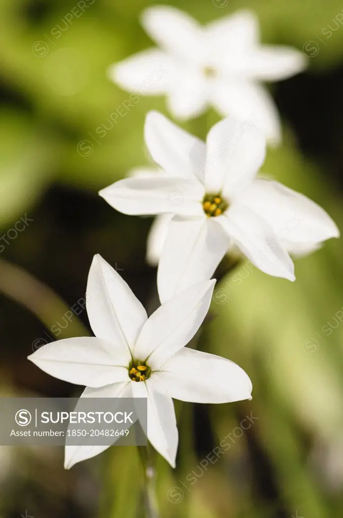 Spring Starflower, Ipheion uniflorum 'Album', Top view of a few white flowers.