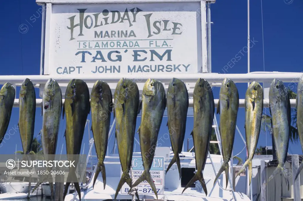 Usa, Florida, A Catch Of Dolphin Fish Hanging Up In A Marina