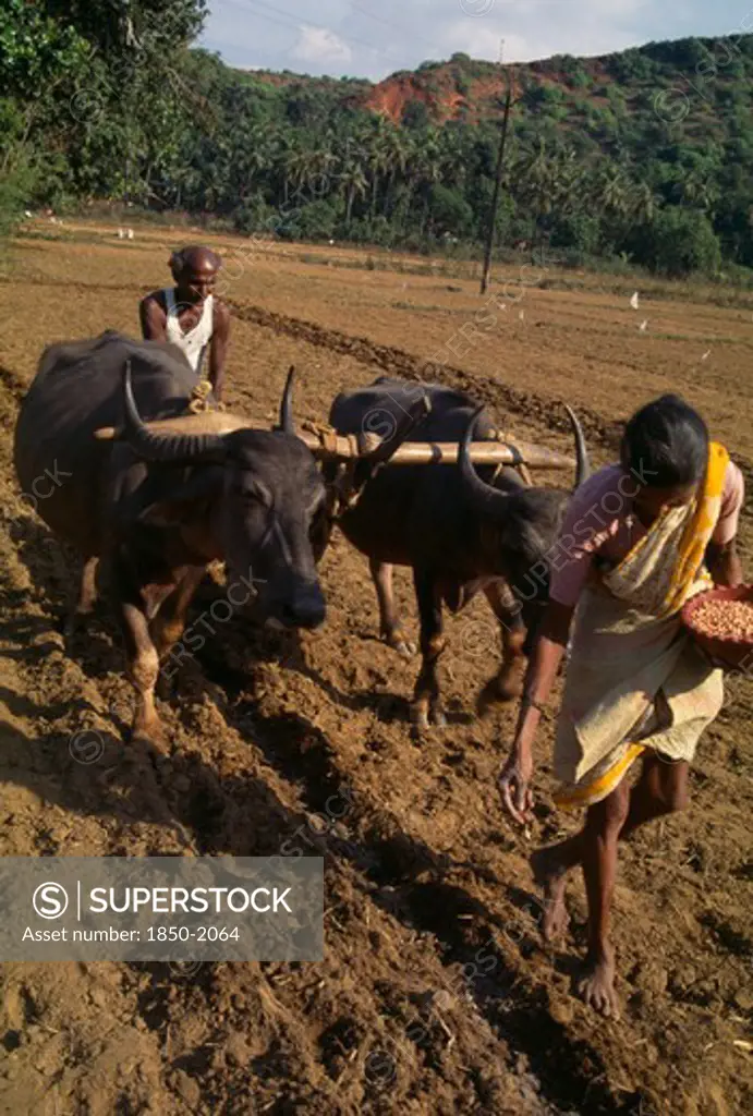 India, Goa, Farming, Woman Sowing Seeds And Man With Water Buffalo Drawn Plough Follows Turning The Soil Over The Seeds.