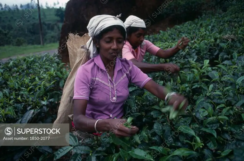 Sri Lanka, Nuwara Eliya, Agriculture, Female Tea Pickers Working On Plantation.
