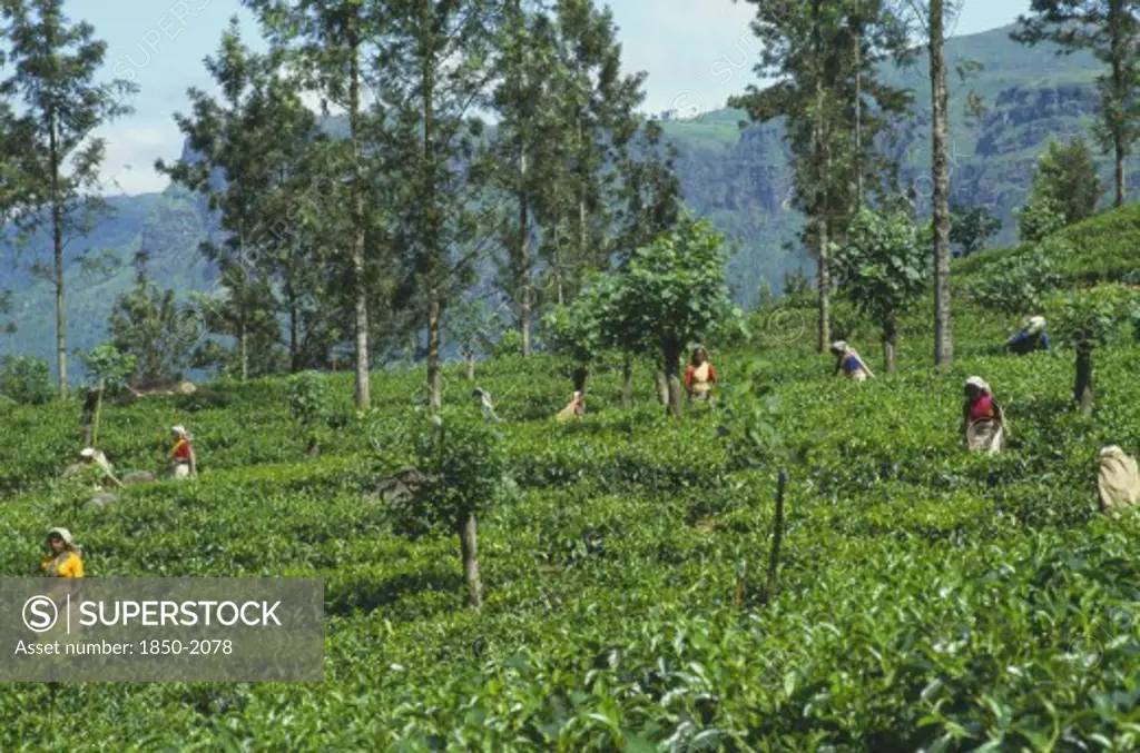 Sri Lanka, Nuwara Eliya, Farming, Women Tea Pickers At Work On Hillside Plantation