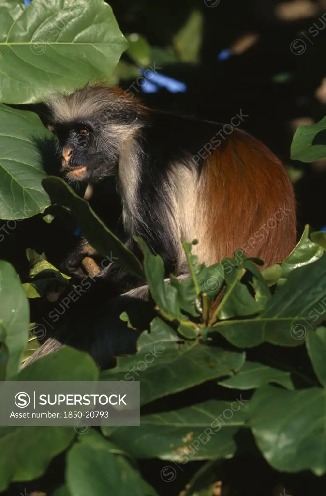 Tanzania, Zanzibar, Wildlife, Red Colobus Monkey (Piliocolobus Kirkii) In Tree.