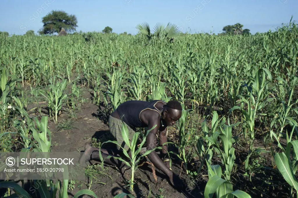 Sudan, Farming, Dinka Man Tending Maize And Other Crops.