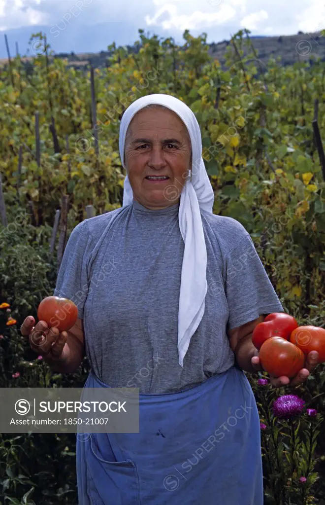 Bulgaria, Dobarsko, Farmer Holding Tomatoes In Field.