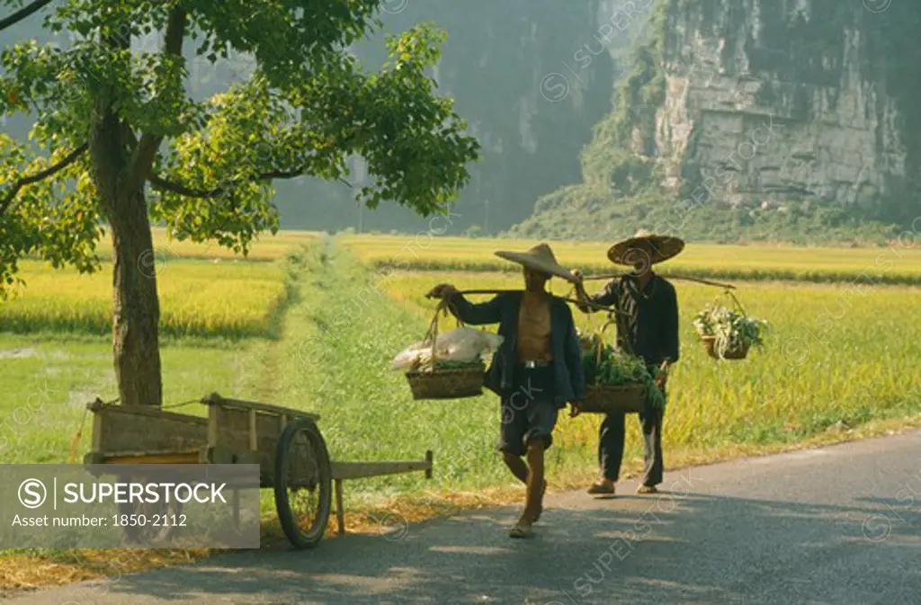 China, Yangshou, Farming, Men Walking On A Road Past  Paddy Fields Carrying Goods On Poles Over Their Shoulders