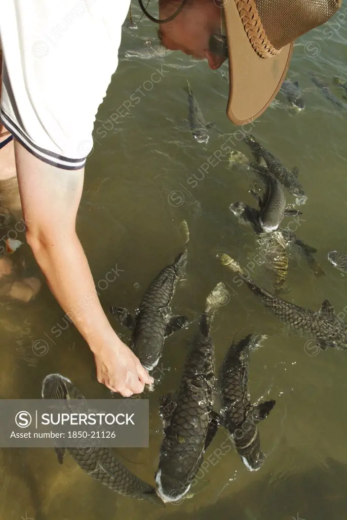 Australia, Northern Territory, Darwin, Aquascenes Fish Sanctuary - Feeding Diamond Scaled Mullet.
