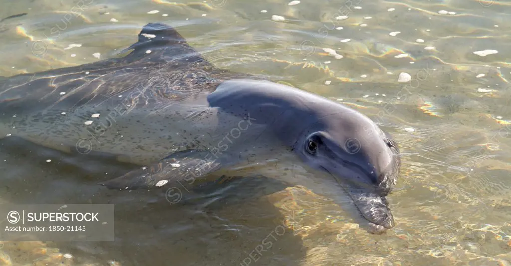 Australia, Western Australia, Monkey Mia, 'Tame Wild Dolfins Come In To Be Fed At Monkey Mia Sanctuary, Shark Bay.'