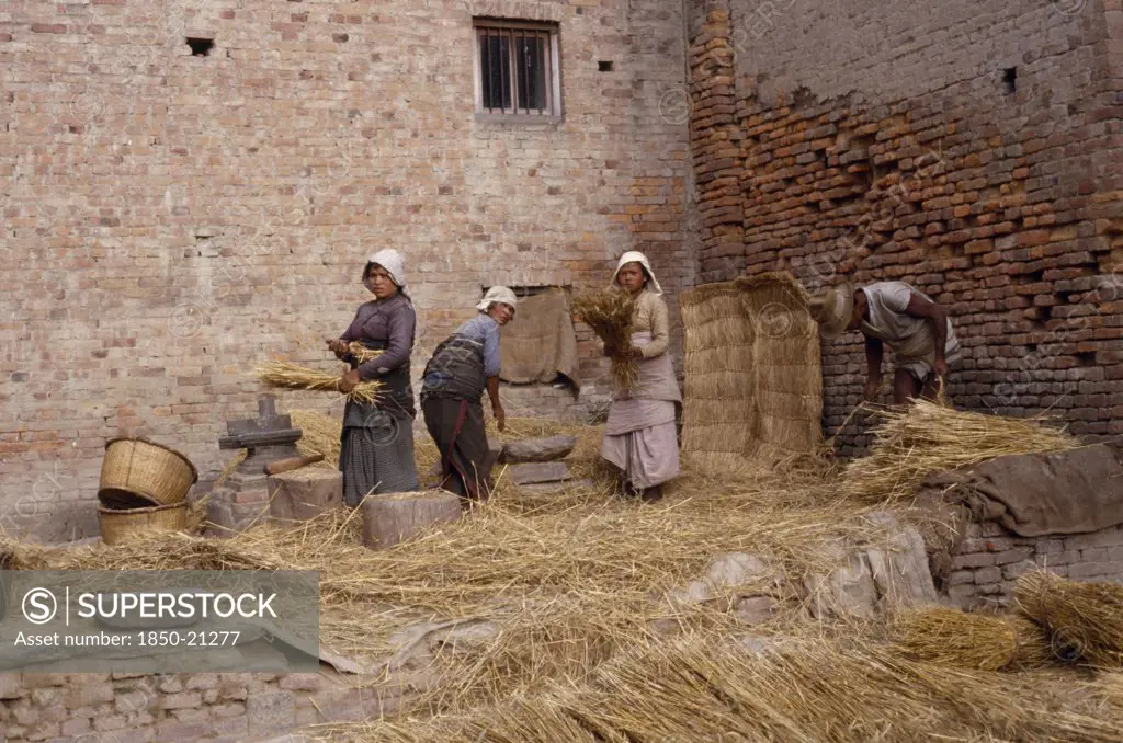 Nepal, Patan, Women Threshing Wheat In The Street.