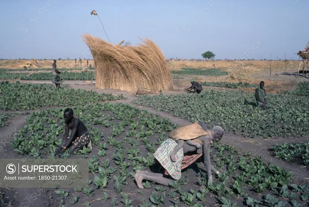 Sudan, Agriculture, Farming, 'Dinka Tending Tobacco Crop, Woman Carrying Child On Her Back In Foreground.'