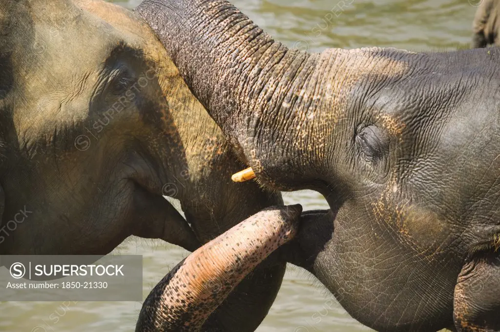 Sri Lanka, Pinnewala, Elephants In The Pinnewala Elephant Orphanage.