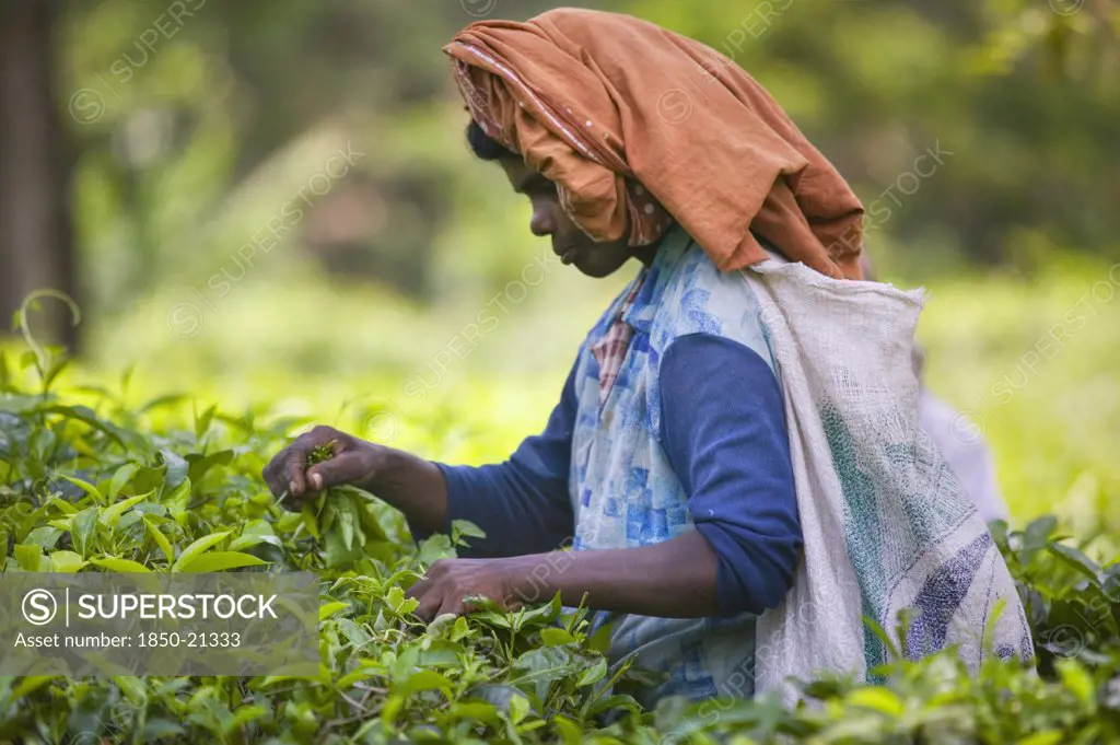 Sri Lanka, Kandy, Picking Tea In The Hill Plantations Around Kandy.