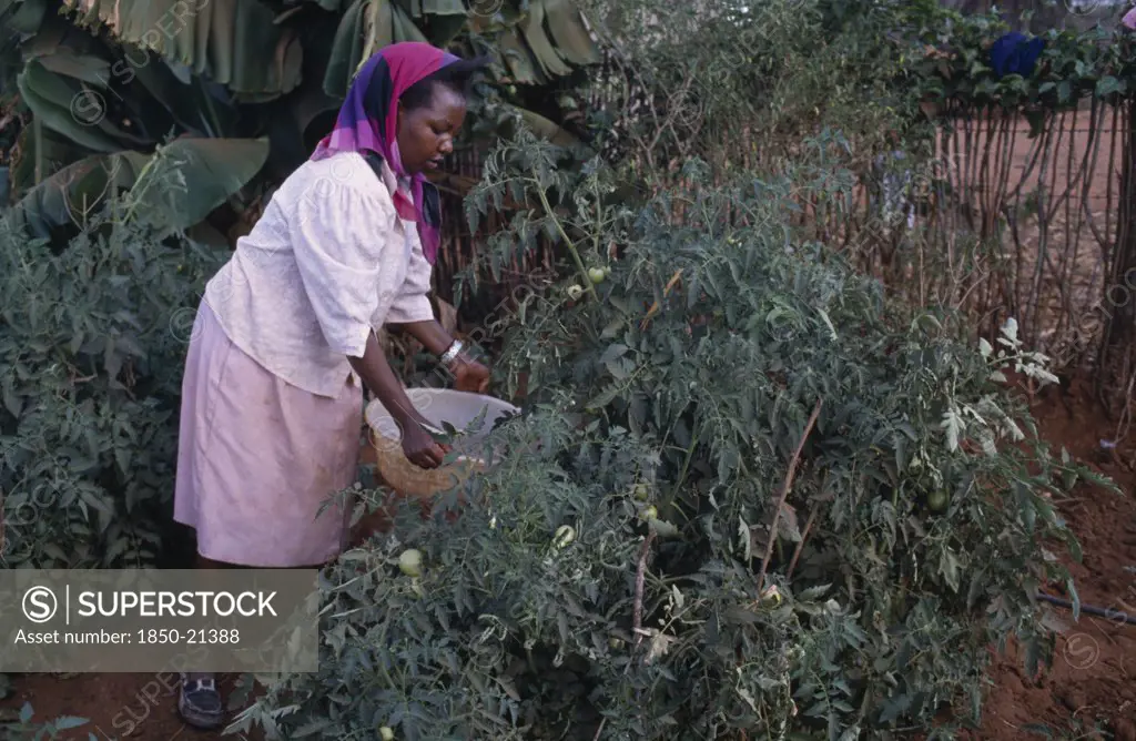 Kenya, Kibwezi, Woman Watering Tomato Crop Growing On Shamba.