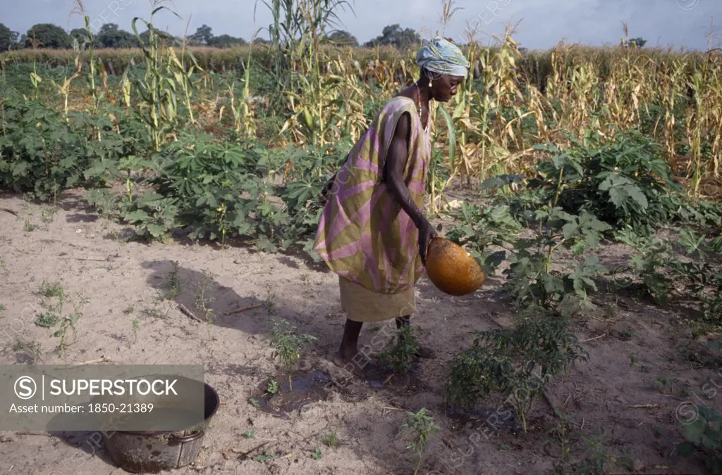 Gambia, Agriculture, Woman Watering Plants And Saplings In Tree Nursery.