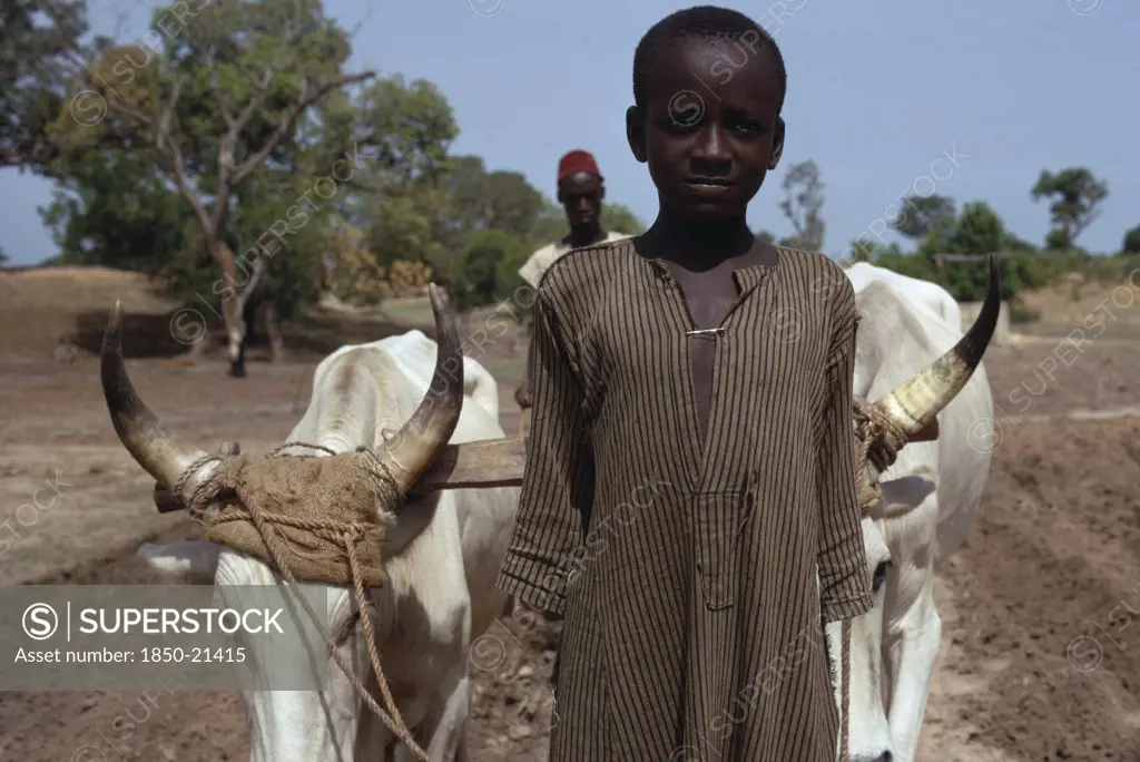Senegal, Agriculture, Portrait Of Child Leading Pair Of Oxen Pulling Plough Guided By Adult Man Behind.