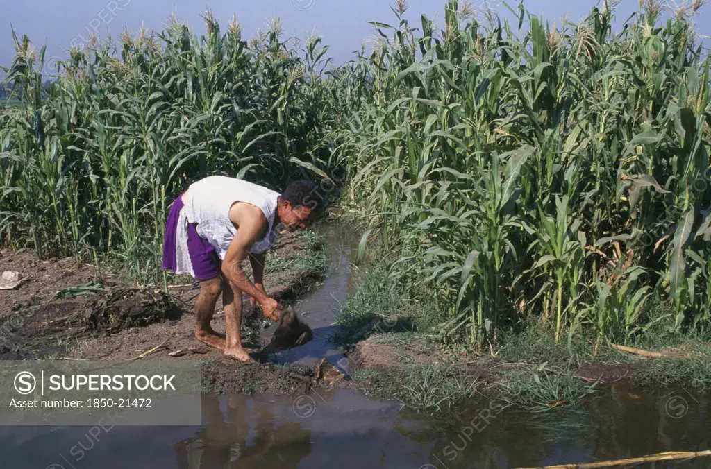 Egypt, Nile Delta, Man Digging Irrigation Channel Between Crops