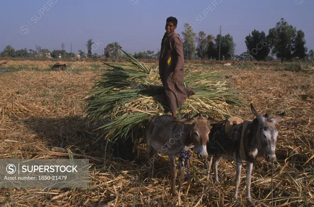 Egypt, Nile Valley, Luxor, Sugar Harvest. A Young Man Smiling Standing On Cart Pulled By Donkeys Carrying Bundles Of Crop In Field