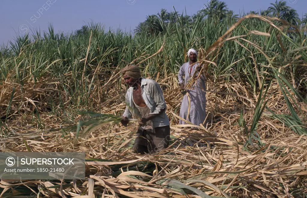 Egypt, Nile Valley, Luxor, Sugar Harvest. Two Men Working Amongst Crop