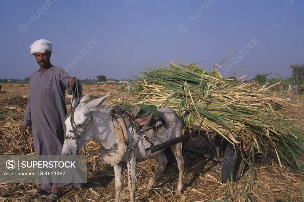Egypt, Nile Valley, Luxor, Sugar Harvest.  A Man Leading A Donkey Carrying Bundles Of Crop