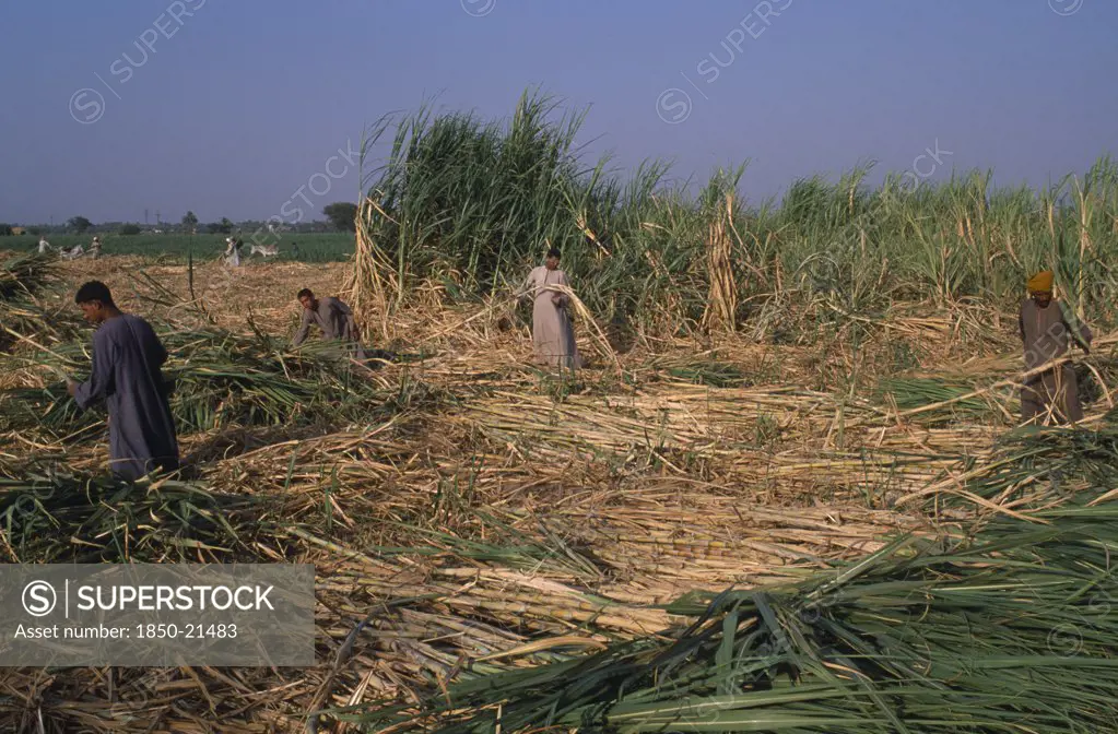 Egypt, Nile Valley, Luxor, Sugar Harvest. Men Working Amongst Crop