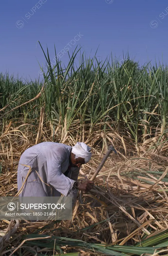 Egypt, Nile Valley, Luxor, Sugar Harvest. Man Working Amongst Crop