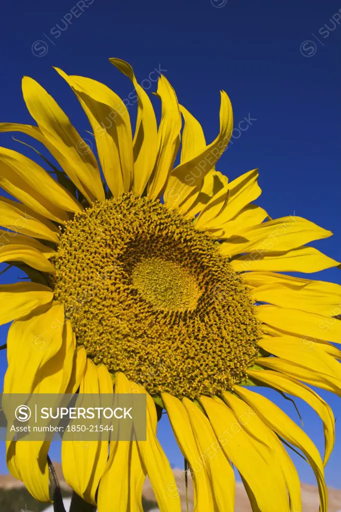 Afghanistan, Bamiyan Province, Bamiyan , Sunflower