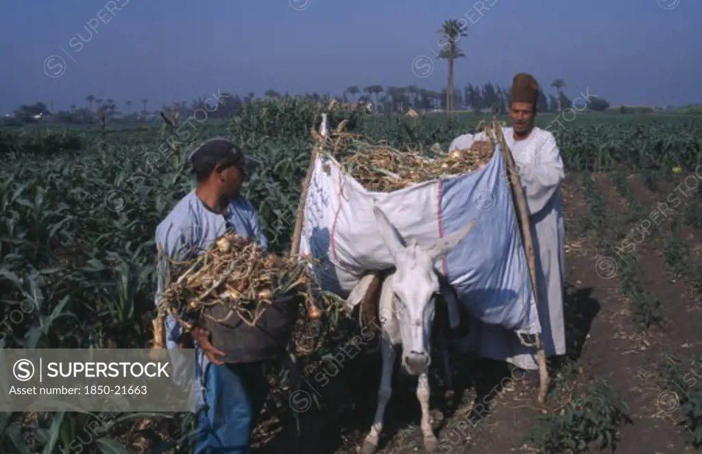 Egypt, Nile Delta, Onion Harvest. Two Men Loading Onions Onto A Donkey