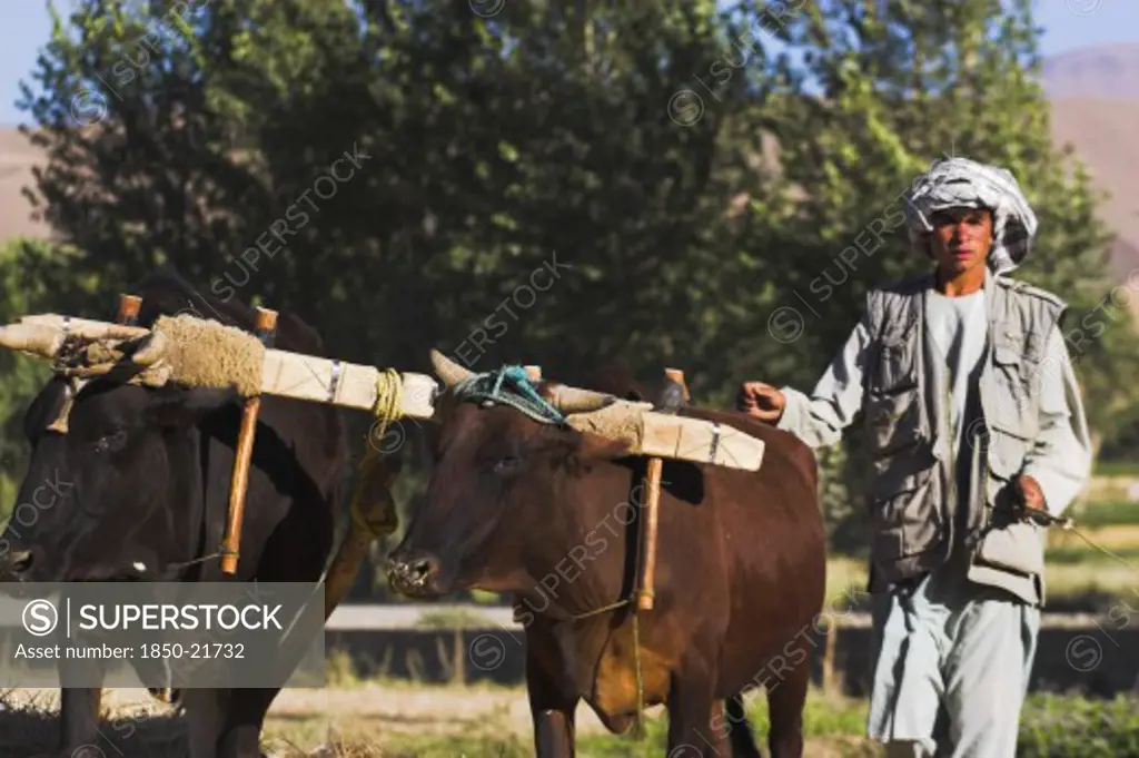 Afghanistan, Bamiyan Province, Bamiyan, Man Threshing With Oxen