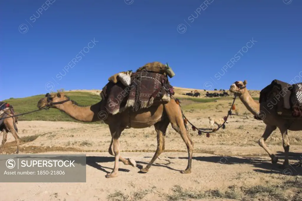 Afghanistan, Desert, Kuchie Nomad Camel Train Between Chakhcharan And Jam