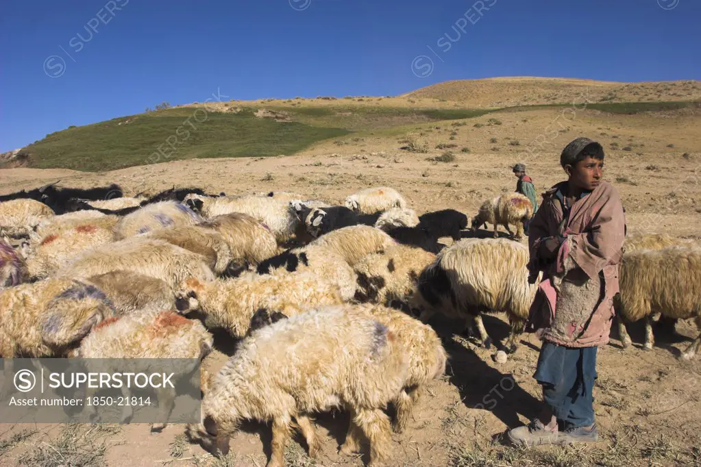Afghanistan, Agriculture, 'Shepard Boy Tending His Flock, Between Chakhcharan And Jam'