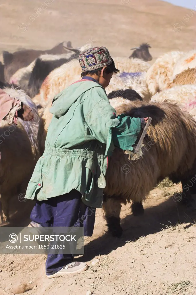 Afghanistan, Between Chakhcharan And Jam, Agriculture, Shepard Boy Tending His Flock
