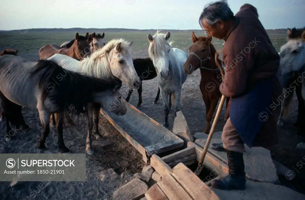 Mongolia, South Gobi, Agriculture, Man Drawing Water From Well To Water Horses Waiting Beside Metal Trough.