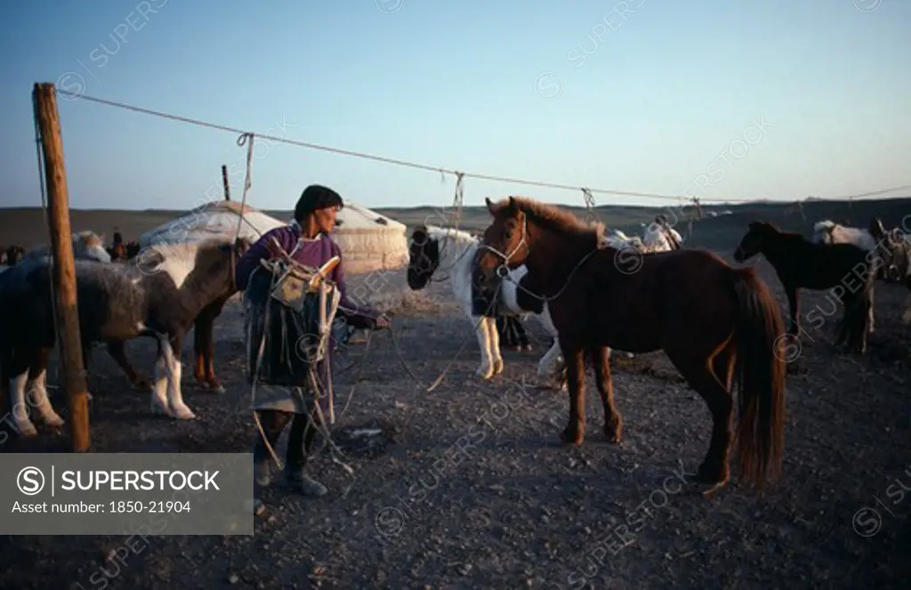 Mongolia, Gobi Desert, Transport, Man About To Saddle Up At Horse Lines With Yurts Behind In Early Morning Light.