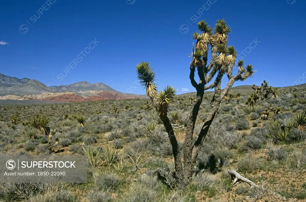 Usa, Nevada, Red Rock Canyon, Joshua Tree In Barren Landscape.