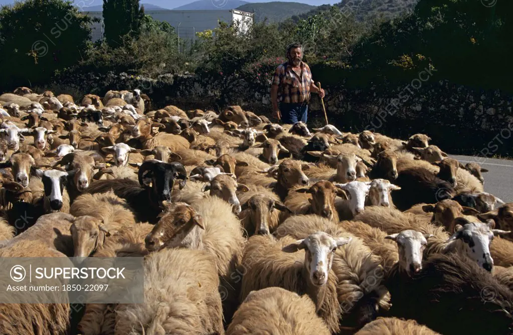 Greece, Ionian Islands, Kefalonia, Shepherd With Sheep Walking Along Road.
