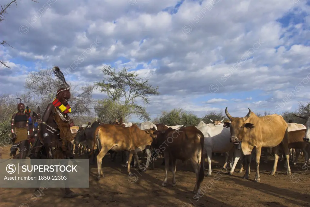 Ethiopia, Lower Omo Valley, Turmi, Hama Jumping Of The Bulls Initiation Ceremony
