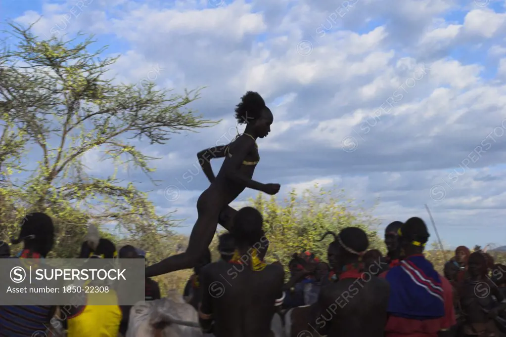 Ethiopia, Lower Omo Valley, Turmi, 'Hama Jumping Of The Bulls Intiation Ceremony, The Initiate Runs Over Bulls'