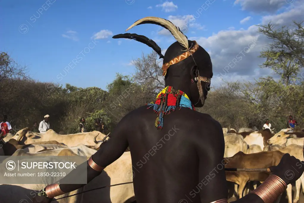Ethiopia, Lower Omo Valley, Turmi, 'Hama Jumping Of The Bulls Initiation Ceremony, Ritual Dancing Round Cows And Bulls Before The Initiate Does The Jumpin'