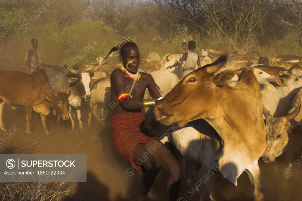 Ethiopia, Lower Omo Valley, Tumi, 'Hama Jumping Of The Bulls Intiation Ceremony, Getting The Bulls Ready For Jumping Ceremony'
