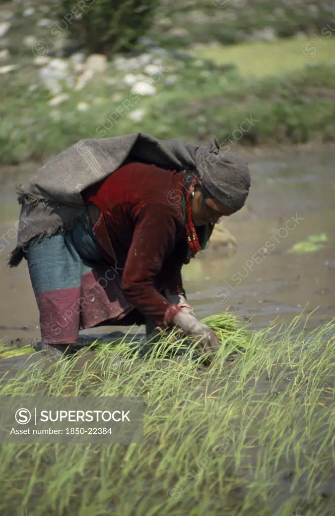 Nepal,  Tila Khola Valley , Garjlankot, Lower Dolpo Trek. Near Jumla. Woman Transplanting Rice Seedlings In Garjlankot Village