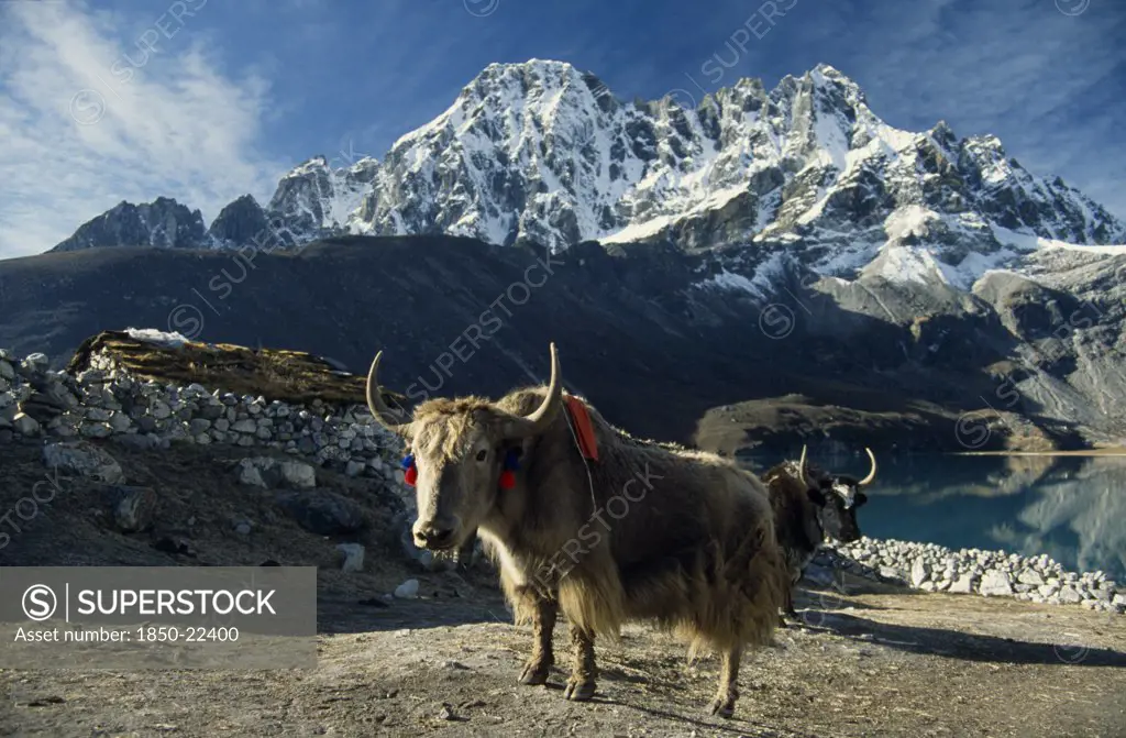 Nepal, Everest Trek, Gokyo, Yaks In The Fields Of Gokyo Village Looking West Over Dudh Pokhari.  Turf Roof Of Stone Hut Partly Seen Behind.