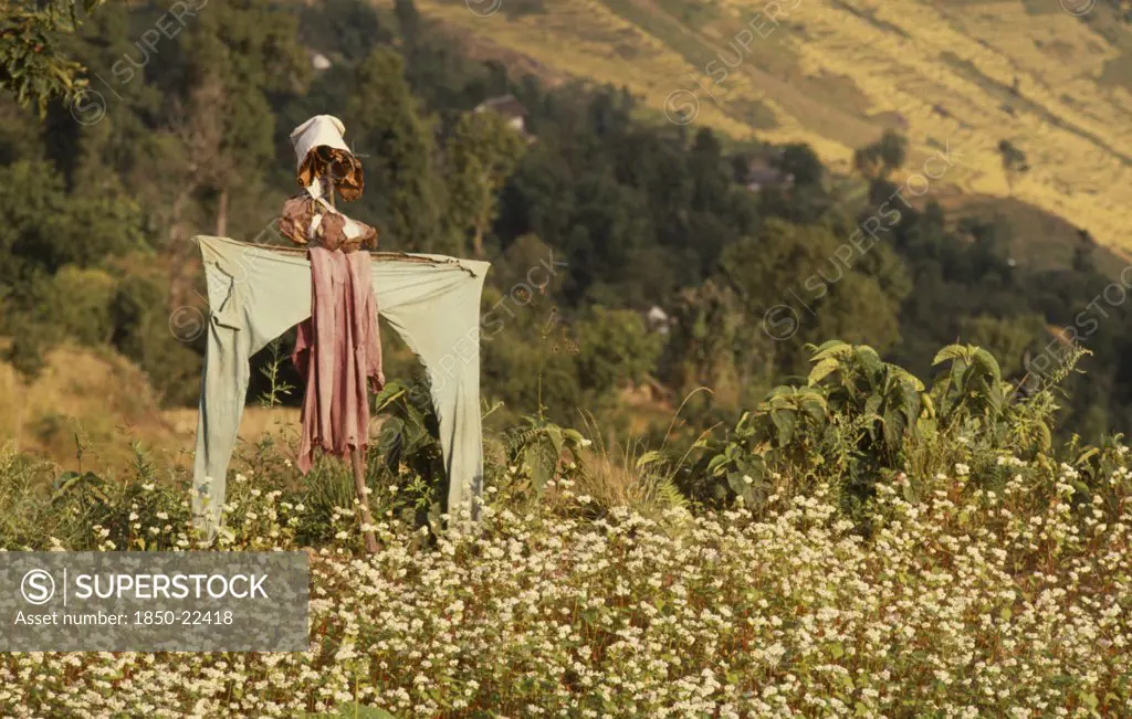 Nepal, East, Near Chainpur, Home Made Scarecrow In A Field Of Yellow Mustard Crop