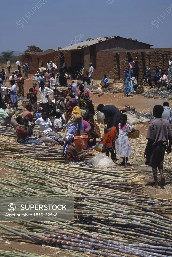 Malawi, Jenda, Sugar Cane Vendors And Customers At Roadside Market.