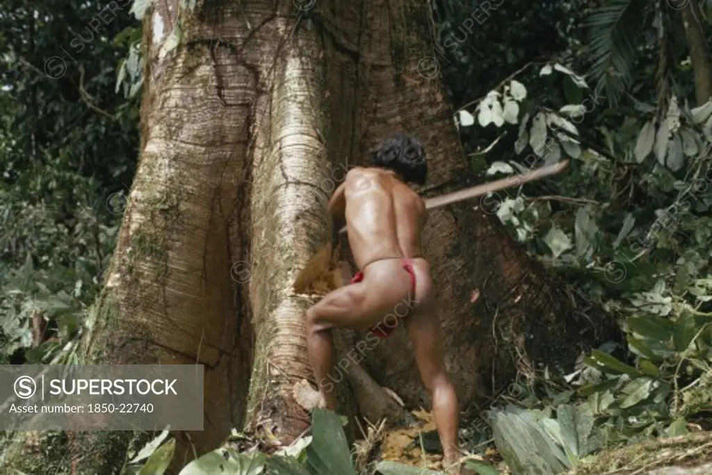 Colombia, Choco, Embera Indigenous People, 'Hueso, An Embera Man, Using Axe To Fell A Large Hardwood Tree In Dense Forest To Make A Canoe. Pacific Coastal Region Tribe '